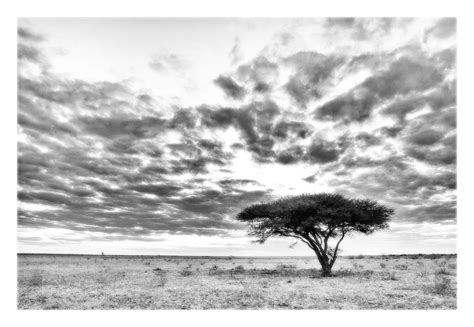 Bw Print Of A Lonely Acacia Tree In The Kalahari Wildlife Prints