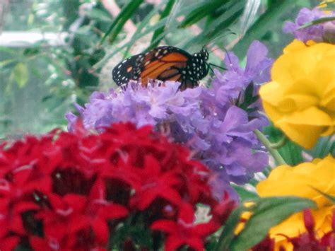 Monarch Butterfly Butterflyjungle San