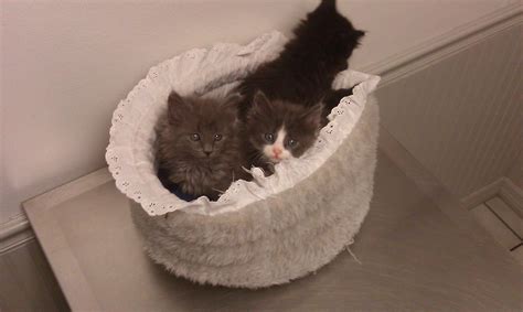 Rainbow River Animal Hospital - Home