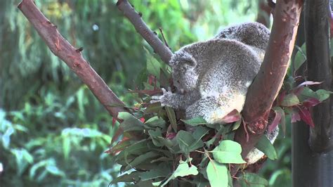 Cutest Baby Koala Named Kirra Youtube