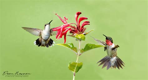 Hummingbirds Archives Dean Newman Photography