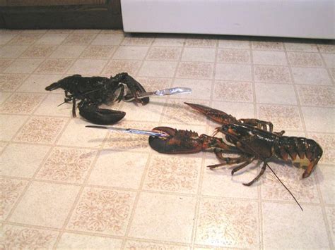 Technical Design Gears Of War 2 Knife Spotted On Fenix Lobster