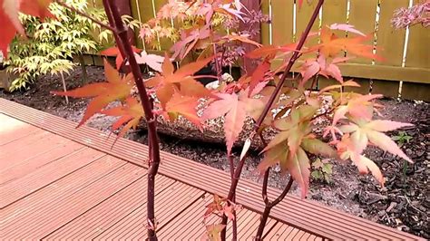 Acer Palmatum Ryusen Japanese Maple Diseases