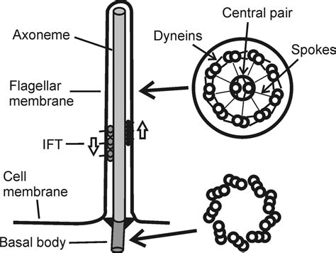 Diagram Of Structures Common To All Motile Cilia And Flagella
