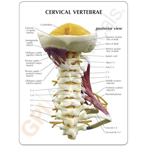Vertebrae Cervical Anatomical Model Muscled Spine