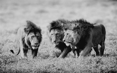 Nature Animals Grayscale Lions Wild Wallpaper 2560x1600 220958