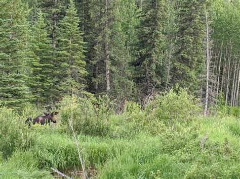 Homestretch Naturalist Brian Keating Visits Bighill Springs Bighill Creek Preservation Society