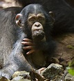 Movie review: Disneynature's Chimpanzee (2012) -Jen's Movie Reviews!