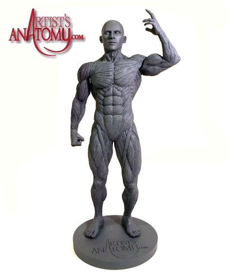 Anatomy for artists the torso front serratus anterior muscle. Artist's Anatomy Male Anatomy Model | Anatomy models, Anatomy