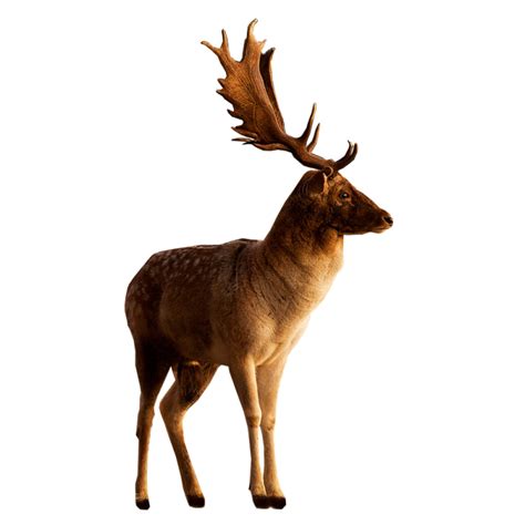 Male Deer Looking To Side Png Image Purepng Free Transparent Cc0
