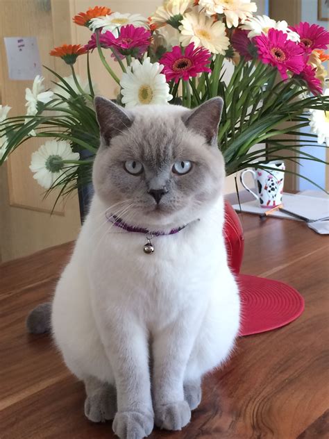 British Shorthair Lilac Cat Care About Cats