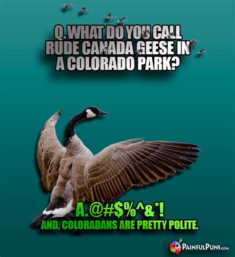 Colorado Wildlife Jokes And Denver Animal Humor