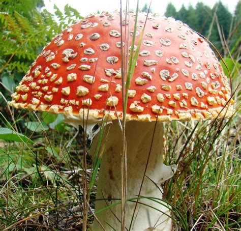Non Edible Mushrooms Vancouver Island Bc