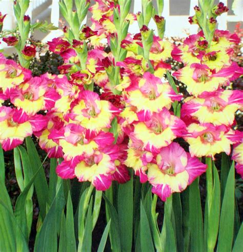 Plant gladiolus corms in the gaps where you've yanked out faded spring veggies like peas and lettuce. 12 Gladiolus Dynamite II Flower Bulbs - Packed 12 Flower ...