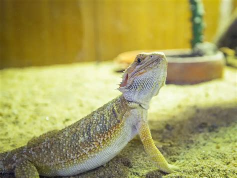 How To Clean Bearded Dragon Poop A Step By Step Guide Discoverynatures