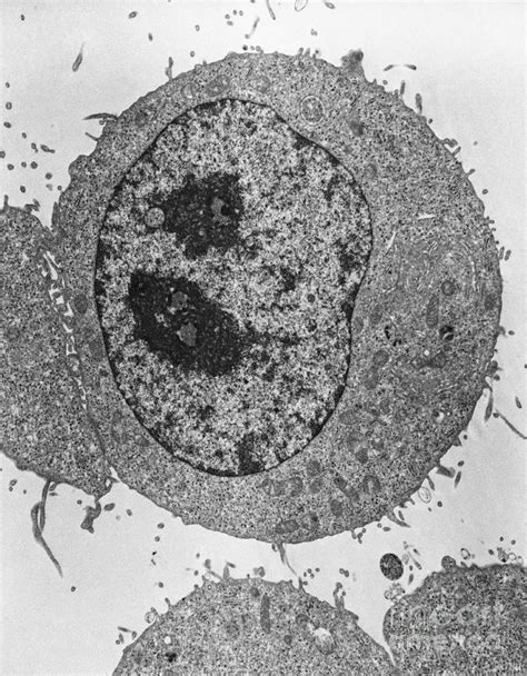 Typical Human Cell Tem Photograph By David M Phillips Pixels