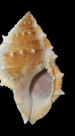 White And Brown Conch Shell Free Image Peakpx