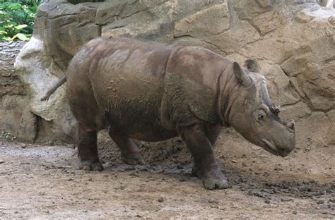 Sumatran Rhinoceros Population Habitat And Facts Britannica