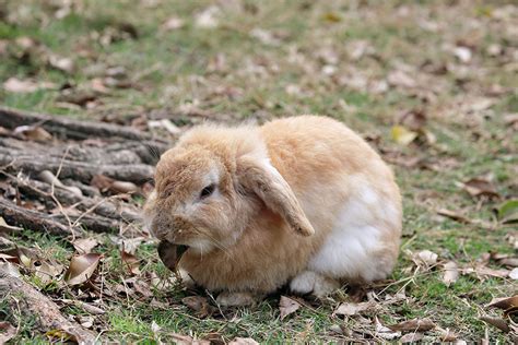 How Do Rabbits Make Their Burrows About Rabbits Rabbits Guide