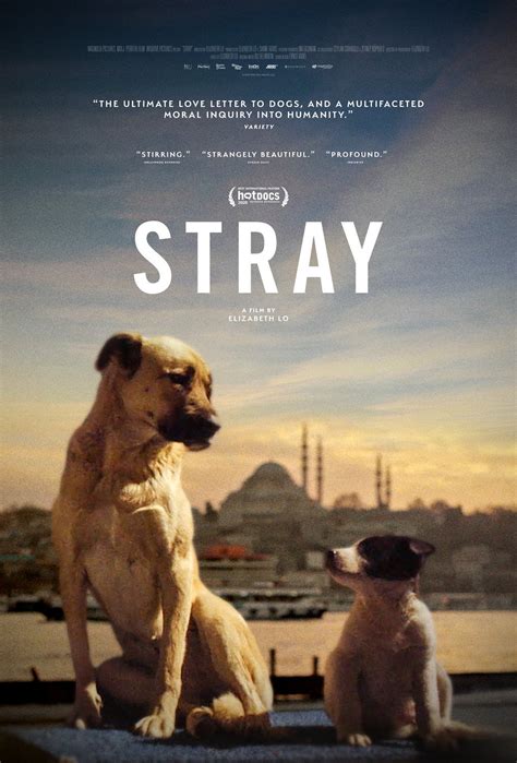 Stray Film Documentaire 2020 Allociné