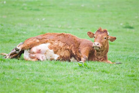 A Cow Giving Birth Stock Photos Pictures And Royalty Free Images Istock