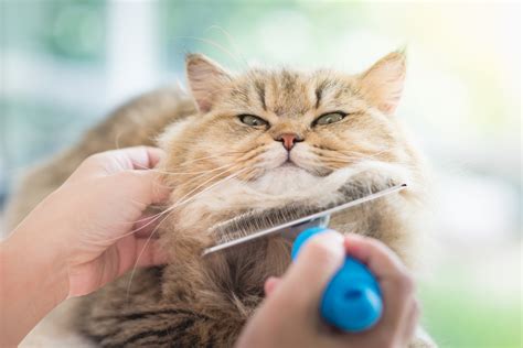 Hair Hair Everywhere How To Groom A Long Haired Cat