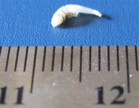 Human Bot Fly Larva From Belize Whats That Bug