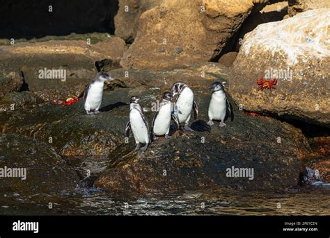 Galapagos Penguins Spheniscus Mendiculus Between Santiago And