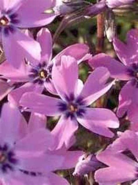 Bilder finden, die zum begriff teppichphlox passen. Phlox subulata 'Purple Beauty' / Flammenblume / Garten ...