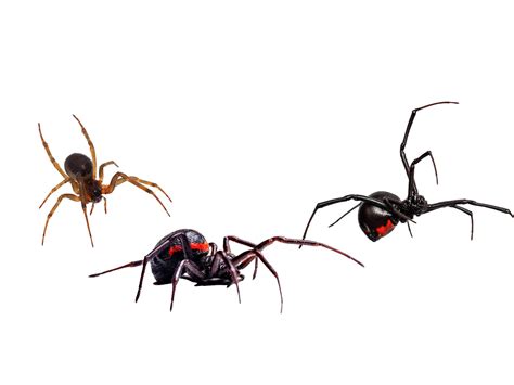 which one of these spiders is a black widow