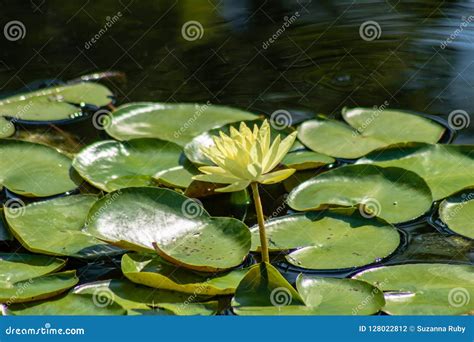 Yellow Water Lily Stock Photo Image Of Blooming Nature 128022812