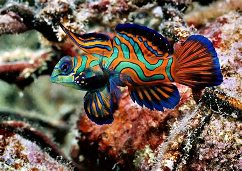 Top 10 Most Beautiful And Colorful Fish