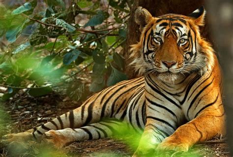 Protect A Pristine Corridor For Tigers In India Rainforest Trust