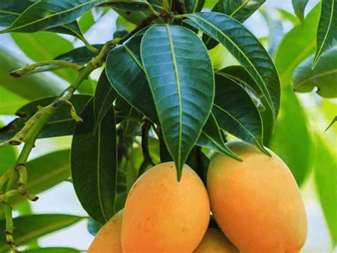 Mango Tree Gardenwize Nursery