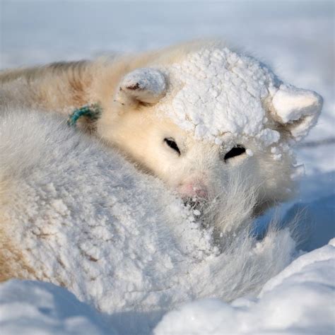 Greenlandish Dog During A Storm Tasiilaq Greenland Nuuk Animals