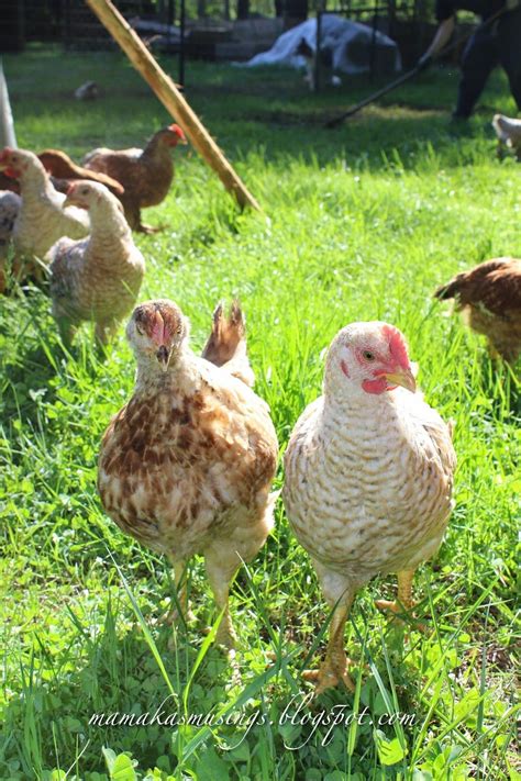 Mamakas Musings Chickens Backyard Breeds Urban Chickens
