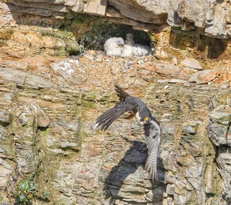 Three Peregrine Falcon Chicks As Photographed By Michael Beattie