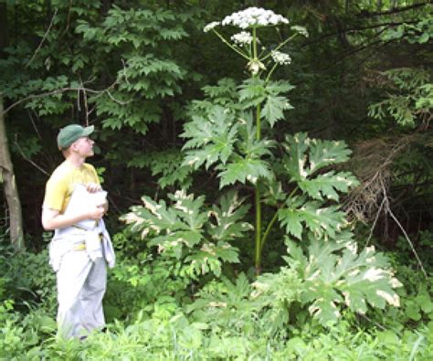 Giant Hogweed Plant May Cause Blindness Severe Skin
