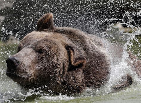The Curious Case Of The Disappearing Grizzly Bears For