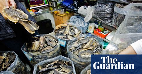 Ending The Consumption Of Manta Ray Gills In China In Pictures