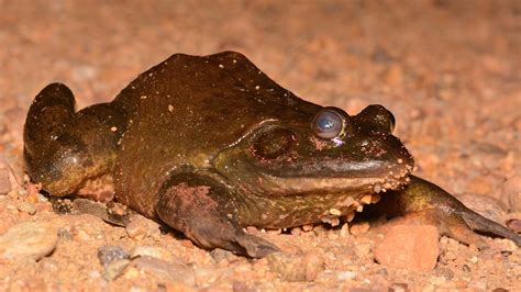 Lithobates Catesbeianus American Bullfrog Broomfield Coun Flickr