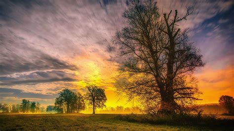 2560x1440 Spring Trees And Sunset 1440p Resolution