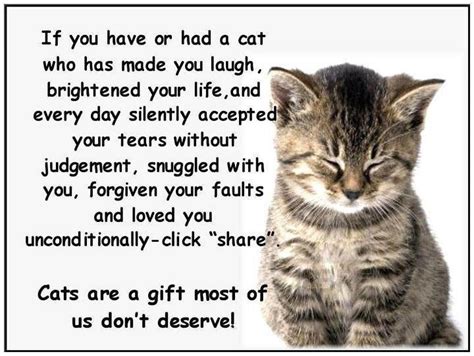 Quotes Love My Cat Quotesgram