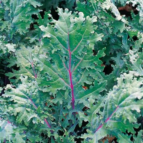 Kale Red Russian Red Stems Veins W Green Leaves 665 Seeds Nongmo Buy Usa