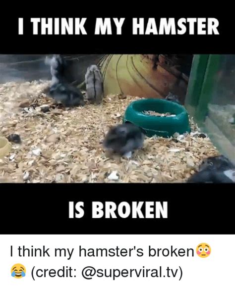I Think My Hamster Is Broken I Think My Hamsters Broken