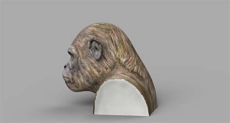 Ape Head 3d Model Turbosquid 1371721