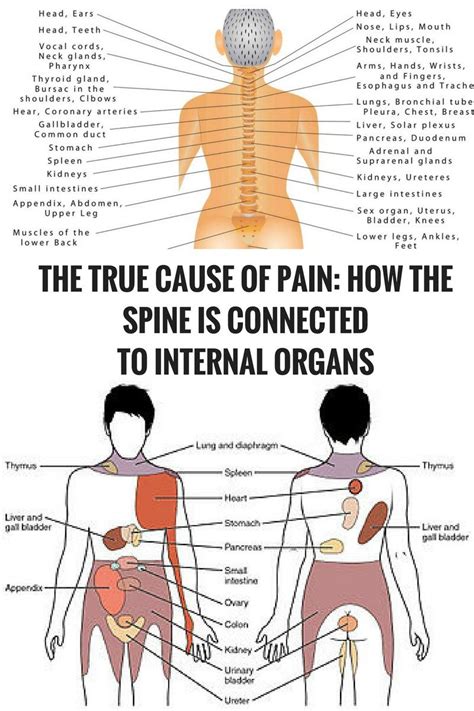 What Organ Is Located In The Lower Back What Organs Are On The Right