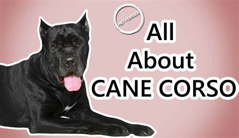 Cane Corso Dog Temperament Pictures And Information