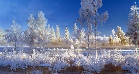 Trees And Plants Covered With Snow In Dalarna Sweden Peapix