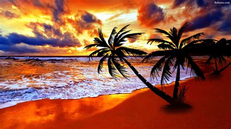 Palm Tree Wallpaperskynaturetropicssunsettree 52988 Wallpaperuse